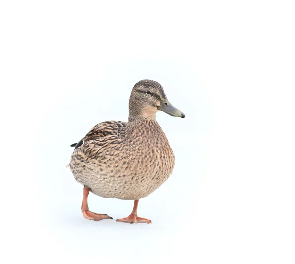 Mallard duck — Stock Photo, Image