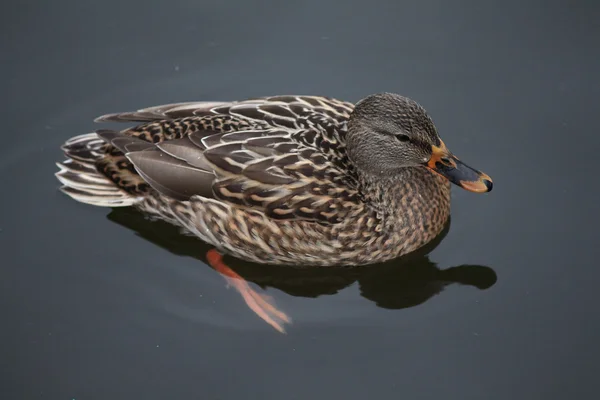 Close-up van een wild mallard duck drijft op donkere wateren. — Stockfoto