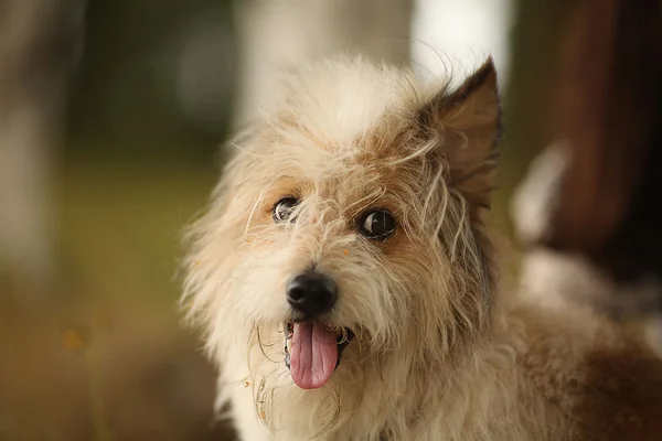 Komik küçük köpek dışarı asılı dili ile — Stok fotoğraf