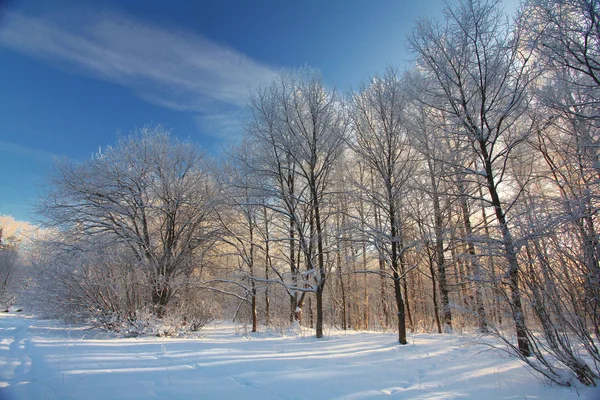 Floresta de Inverno — Fotografia de Stock