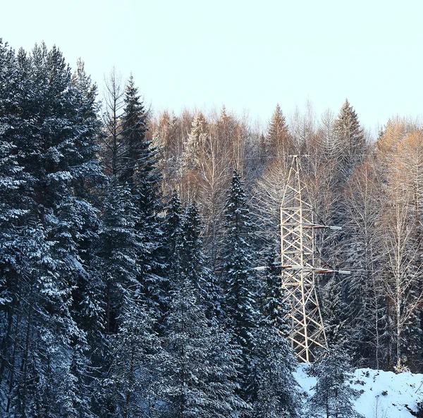 Foresta invernale — Foto Stock