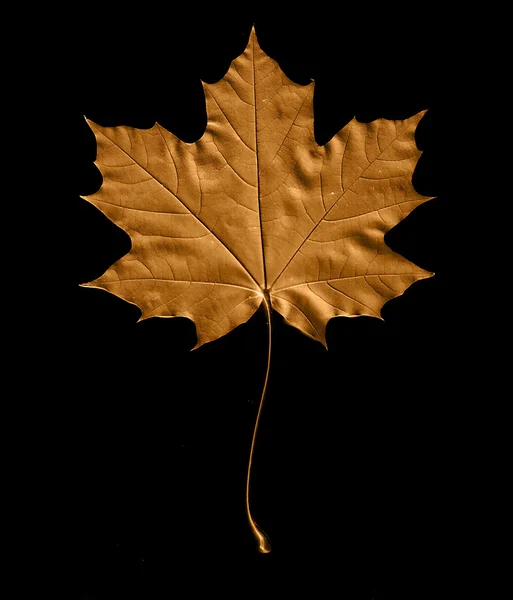 Maple leaf izole arka plan — Stok fotoğraf