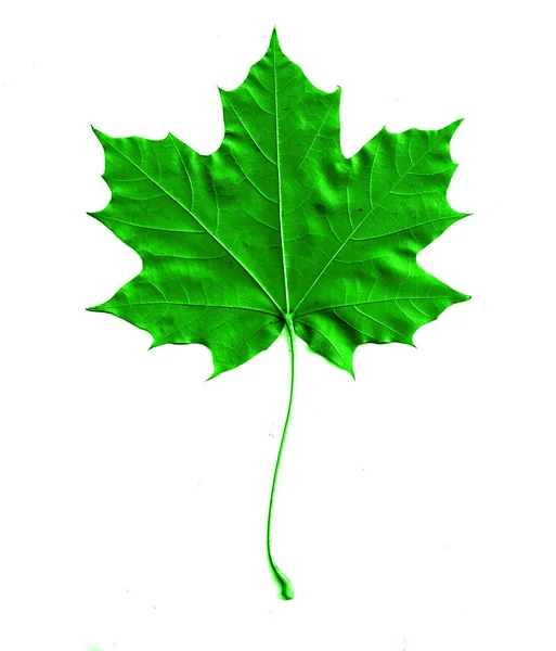 Maple leaf isolerade bakgrund — Stockfoto