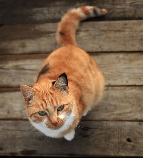 Jengibre gato — Foto de Stock