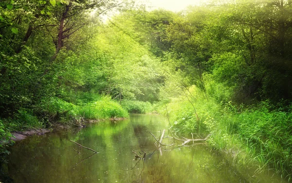 Ormandaki gölet. — Stok fotoğraf