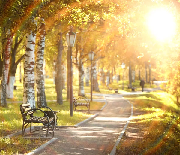 Bench in a summer garden — Stock Photo, Image