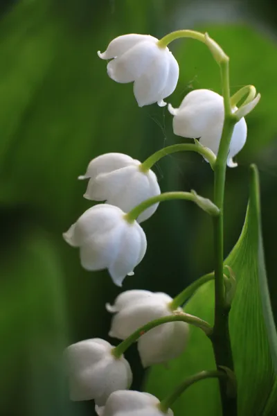 Белая лилия долины — стоковое фото