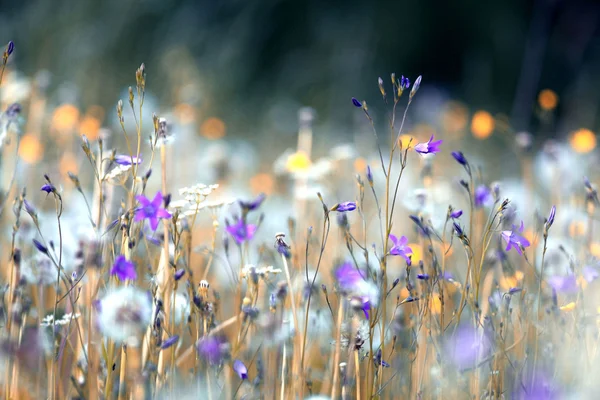 Vadvirágok, tavaszi, nyári, naplemente mező — Stock Fotó