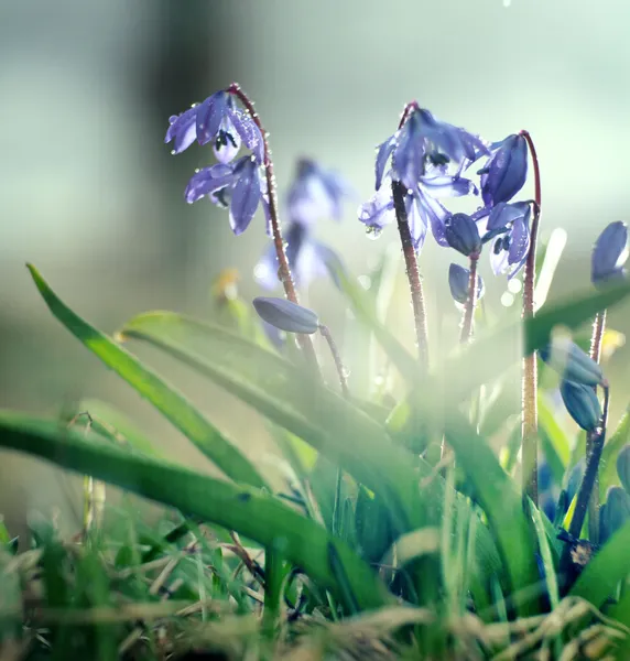 Hóvirág, kék kis virág — Stock Fotó