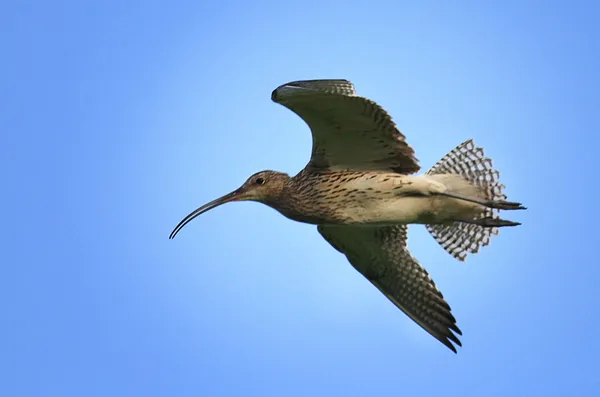 Sandpiper bird in flight — Stock Photo, Image