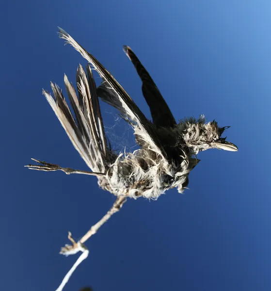 Dead bird — Stock Photo, Image