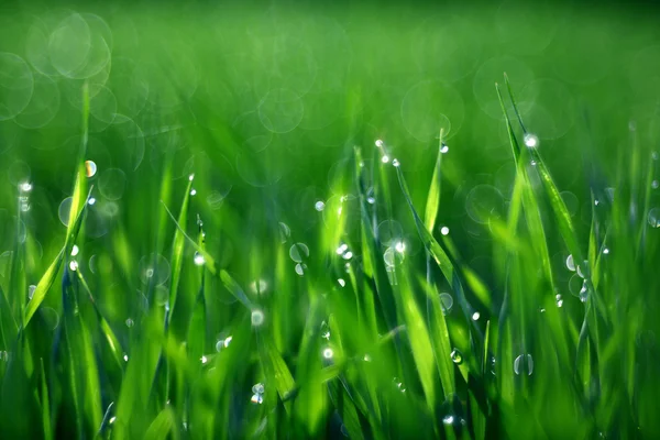 草、 露水、 拖放、 新鲜度，自然背景是绿色的 — 图库照片