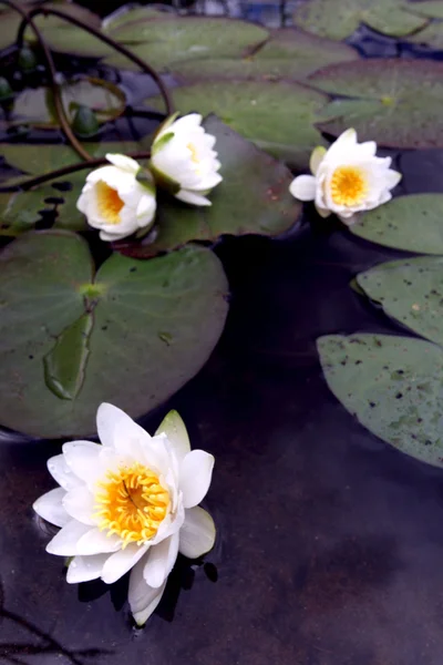 池に蓮の花が咲く — ストック写真