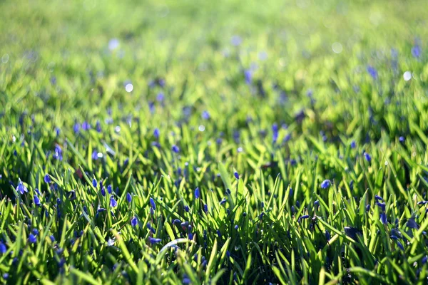 Голубые цветы на зеленой летней траве — стоковое фото