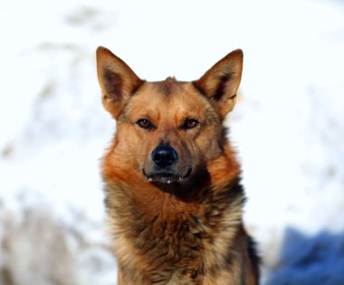 Kırmızı köpeğin portresi