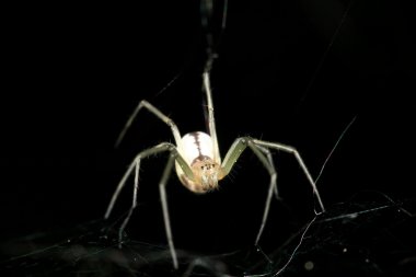 Siyah arkaplandaki örümcek