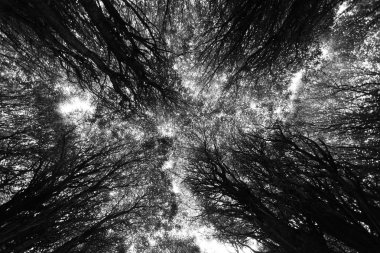 siyah ağaçlar. altından göster