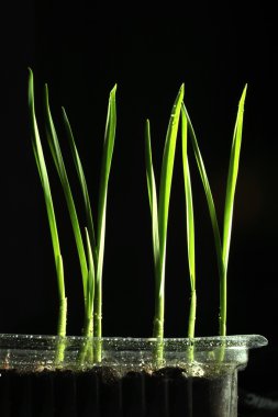 yeşil sürgünler, Brüksel lahanası, çimen, siyah bir arka plan üzerinde