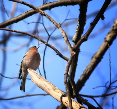 Daldaki küçük kuş
