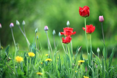 Yeşil çimenlerin üzerinde kırmızı lale