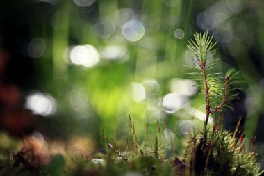 bulanık arkaplanda çam dalı