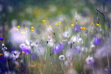wildflowers, spring, summer, sunset field clipart