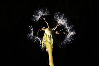 Dandelion bir siyah