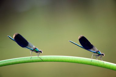 İki yusufçuk dal. portre