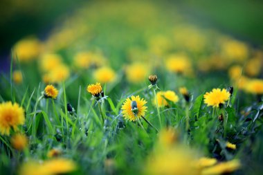 Sarı dandelions