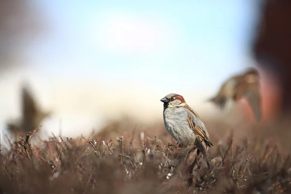 Sparrow in the bushes — Stock Photo, Image