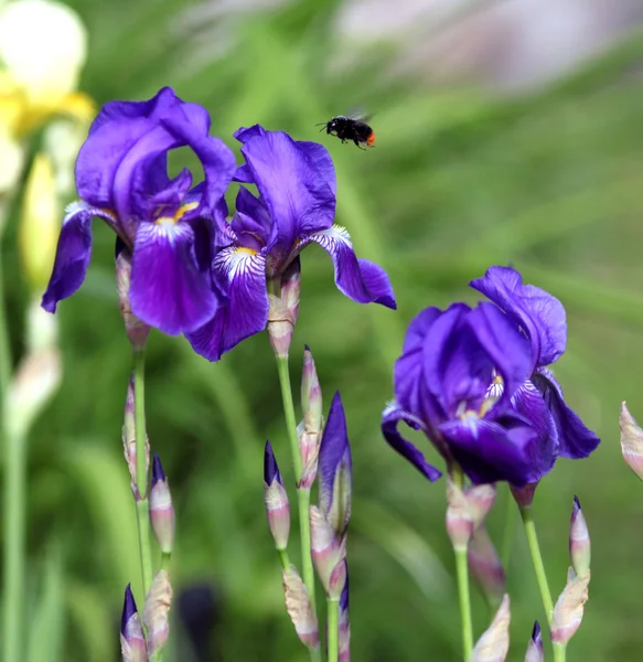 Bahçedeki mavi süsen çiçekleri — Stok fotoğraf