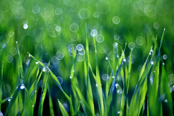 Grass, dew, drop, freshness, natural background is green — Stock Photo, Image