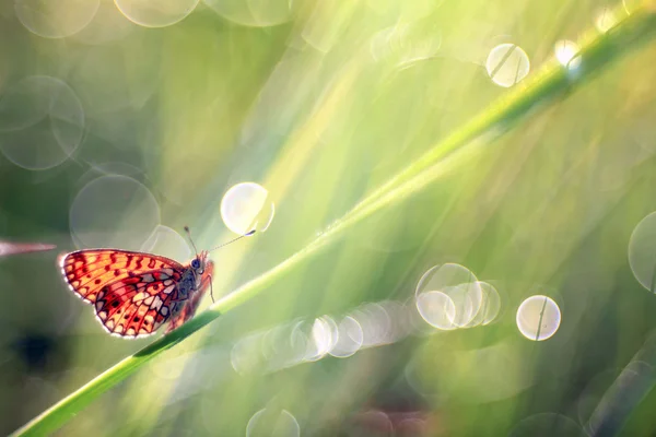 Czerwony motyl wśród zielonych liści — Zdjęcie stockowe