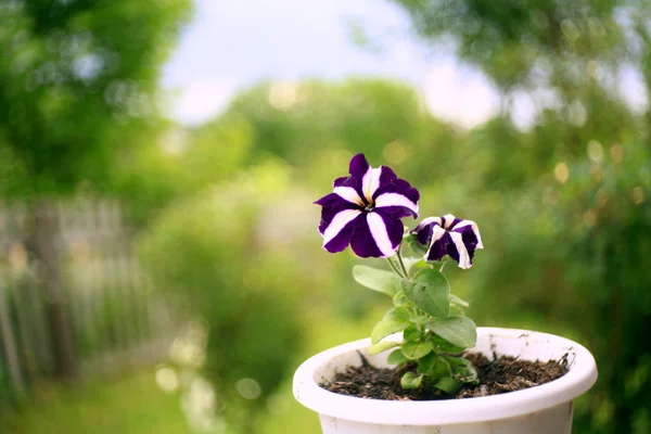 A pot szabadban lila petúnia — Stock Fotó