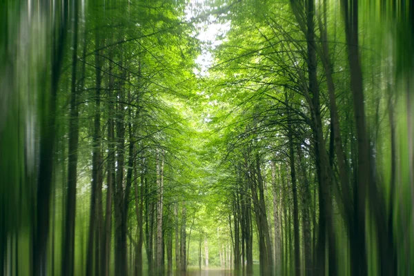 Raios solares em uma floresta de fadas — Fotografia de Stock