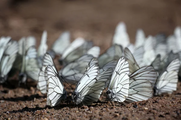 Mariposas —  Fotos de Stock