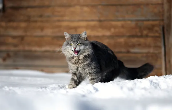 Gato agresivo en la nieve — Foto de Stock