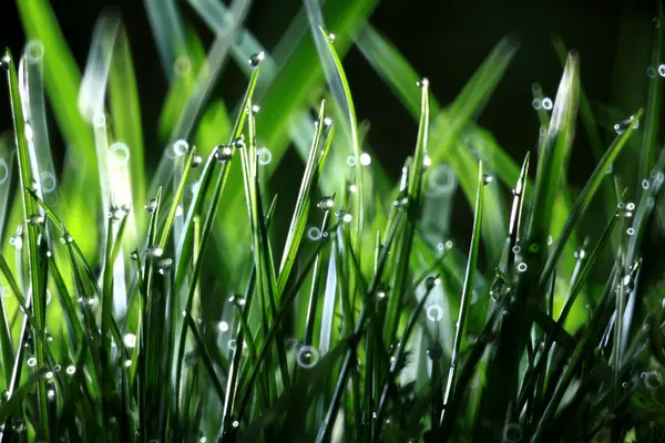 Fondo verde de hierba fresca y gotas de rocío — Foto de Stock