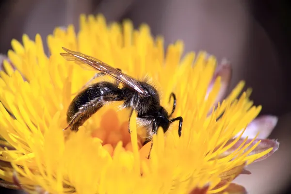 Abeja en flor amarilla — Foto de Stock