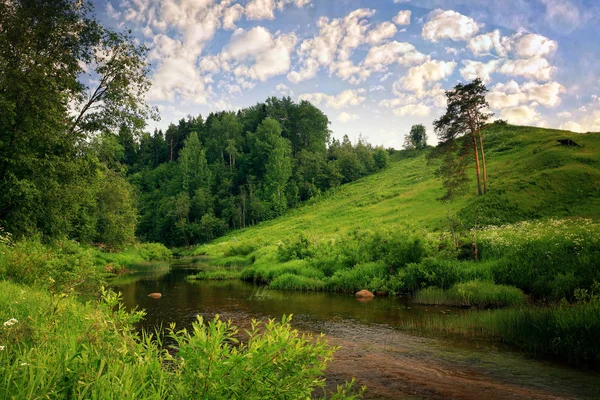 Bach in einem grünen Wald — Stockfoto