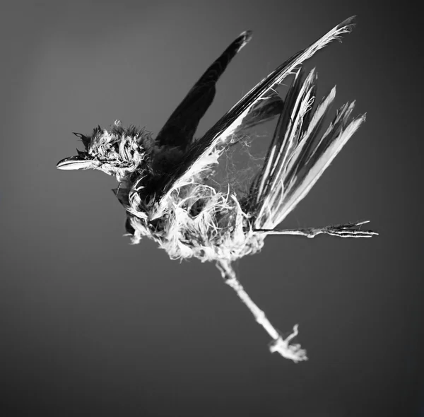 Dead bird. Black and white — Stock Photo, Image