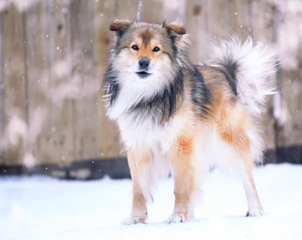 Funny dog in winter — Stock Photo, Image