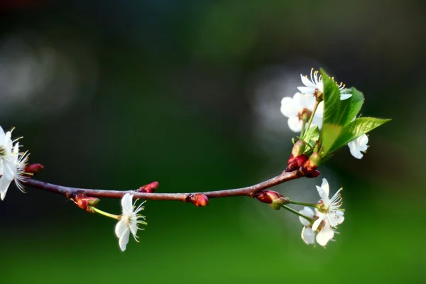 Branches of cherry, white flowers, spring — Stock Photo, Image