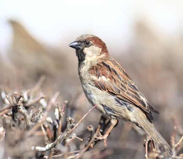 Sparrow in the bushes — Stock Photo, Image