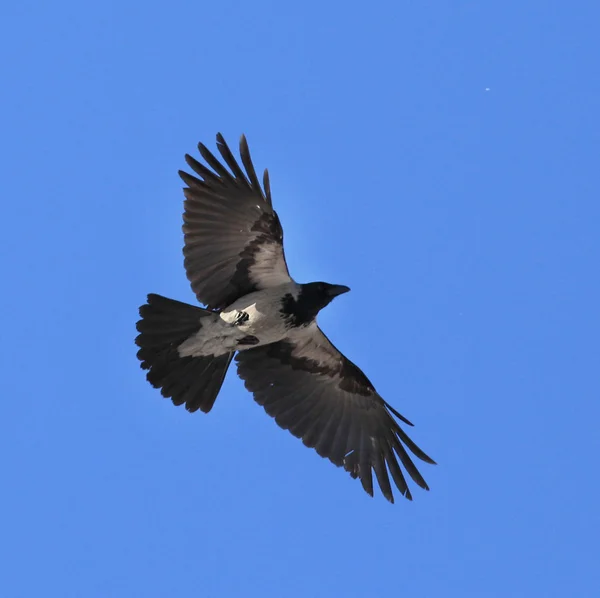Flying crow — Stock Photo, Image