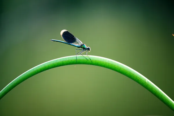 在一个分支上的蜻蜓。特写 — Stockfoto