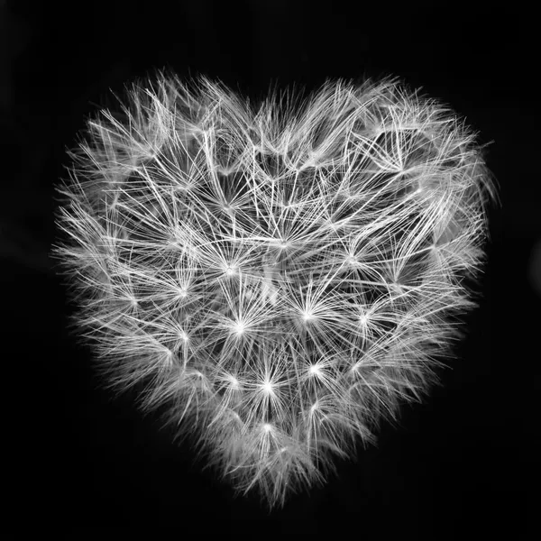 Dandelion bir siyah — Stok fotoğraf