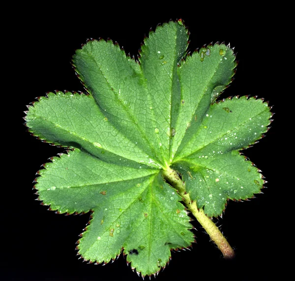 Grönt blad på en svart bakgrund isolerade孤立黑色背景上的绿色叶 — 图库照片