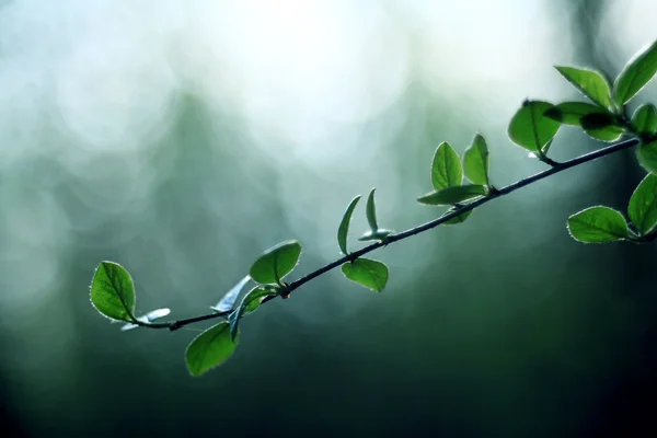 Rayons de soleil qui brillent sur les bourgeons du printemps — Photo