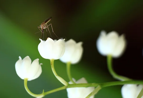 White lilly of the valley — Stock Photo, Image